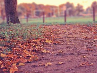 Bob Iger Plans to Step Down as Disney CEO Before Year’s End, Report Says