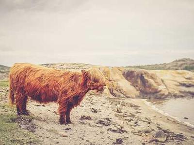 Islamic Law, Reform & Philosophy