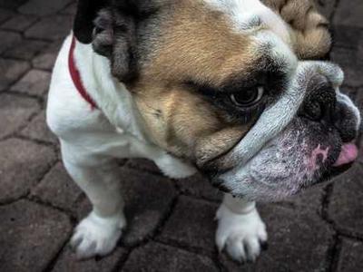 Week of March 30 Cable News Ratings: Wednesday’s Live Events Lift Cable Networks