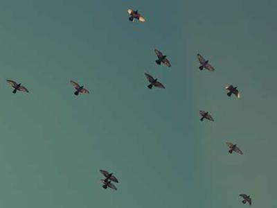 Some reflections on Elena Conis’ lecture “Contextualising the Modern Era of Vaccination”