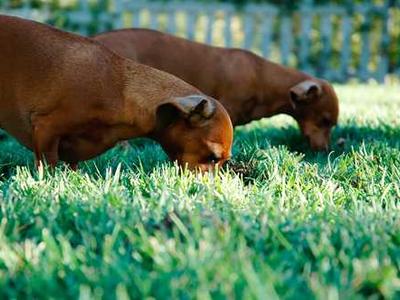 Civic Solitude by Robert Talisse
